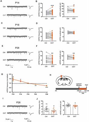 Oxytocin Regulates Synaptic Transmission in the Sensory Cortices in a Developmentally Dynamic Manner